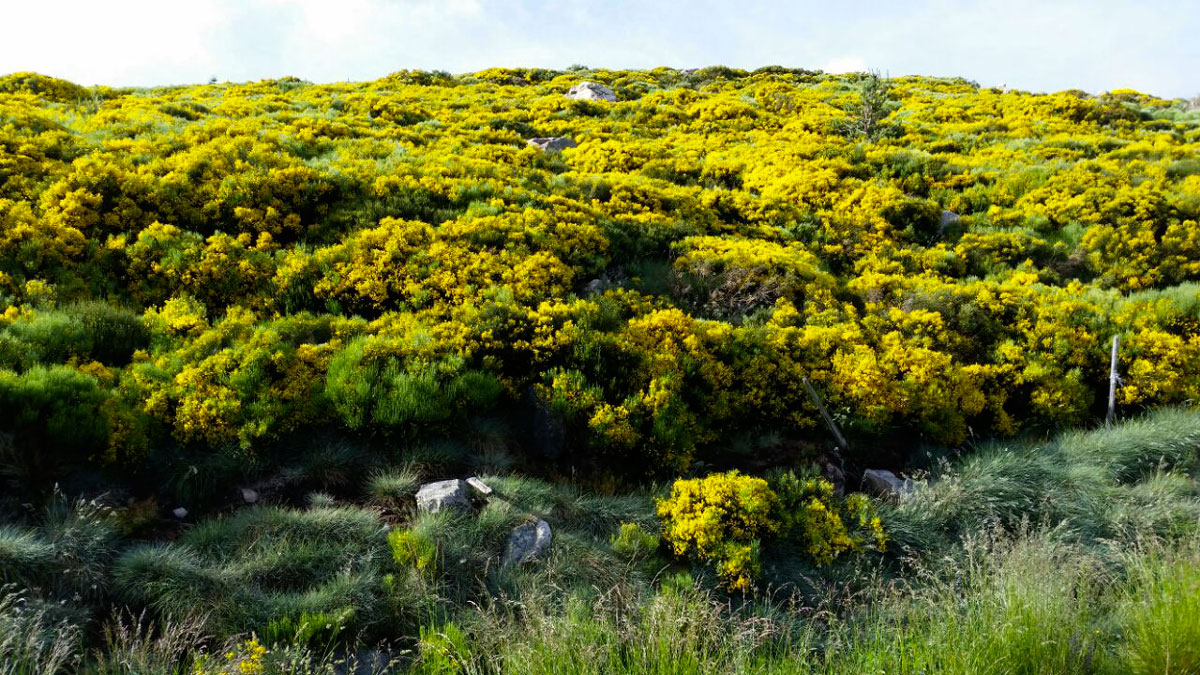 Eau minerale naturelle gazeuse - ventadour - Pestrin - ventadour